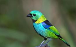 Green Birds of&nbsp;March