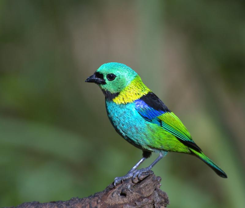 Green-headed Tanager (Tangara seledon) 3 by Dario Sanches