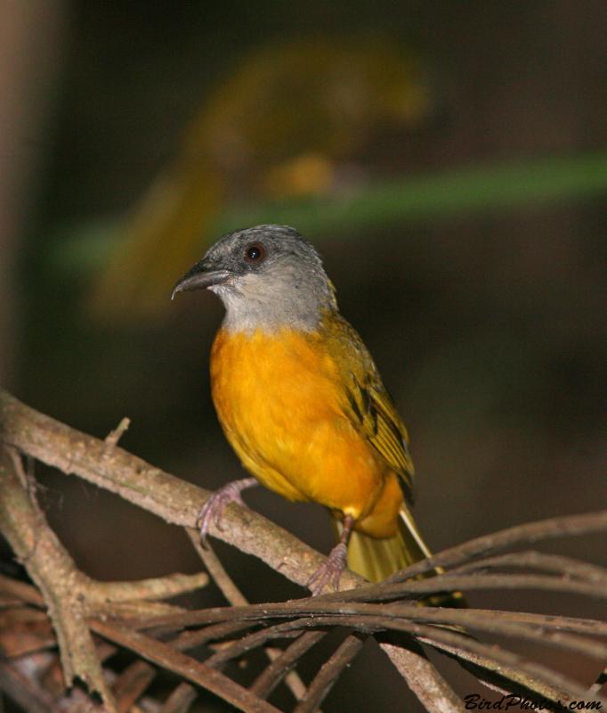 Grey-headed Tanager (Eucometis penicillata cristata) ©BirdPhotos.com