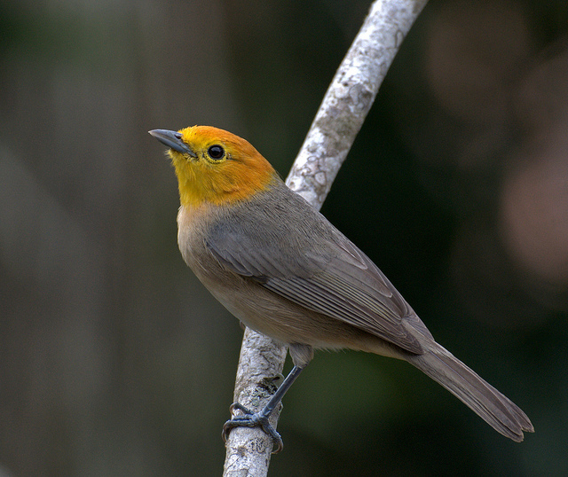Orange-headed Tanager (Thlypopsis sordida) by Dario Sanches