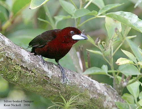 Silver-beaked Tanager (Ramphocelus carbo) by Kent Nickell