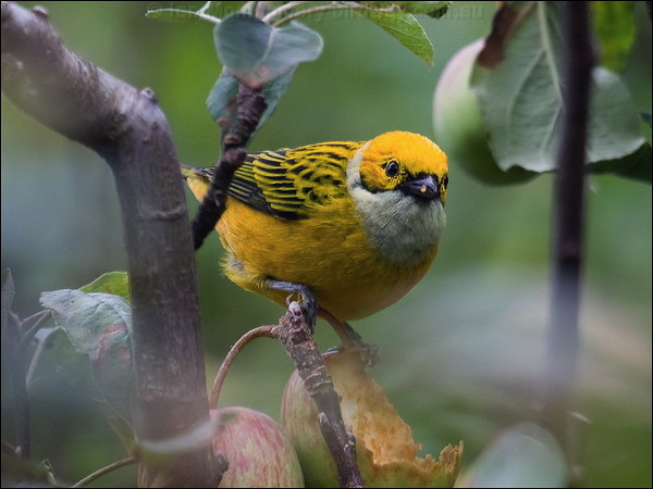 Silver-throated Tanager (Tangara icterocephala) by Ian