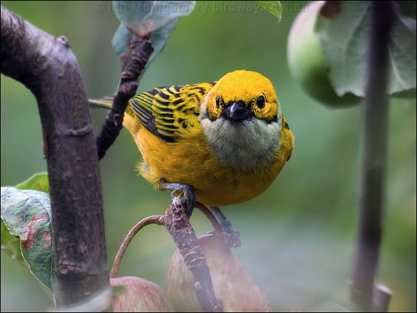 Silver-throated Tanager (Tangara icterocephala) by Ian