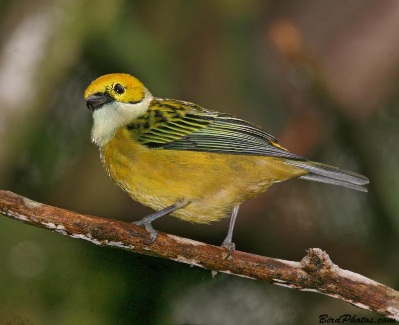 Silver-throated Tanager (Tangara icterocephala) ©BirdPhotos.com