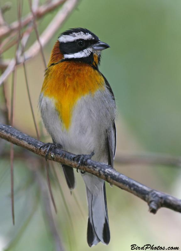 Western Spindalis (Spindalis zena) Male ©BirdPhotos.com