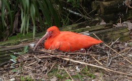 Bible Birds – Ibis&nbsp;Introduction