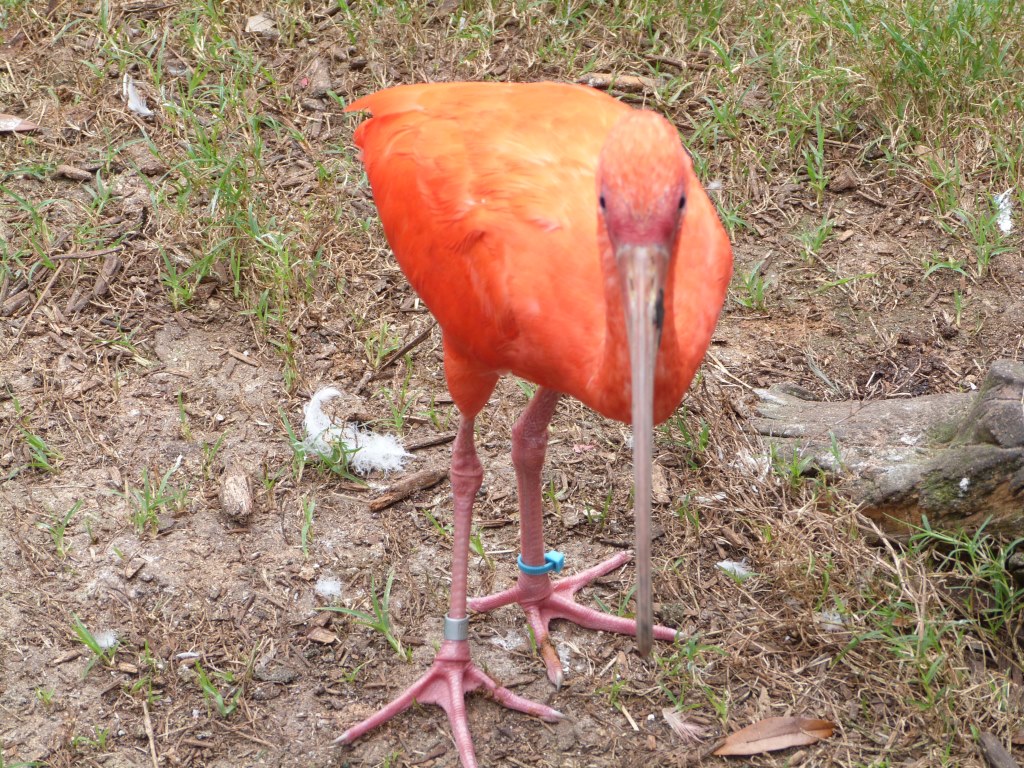 Scarlet Ibis (Eudocimus ruber)