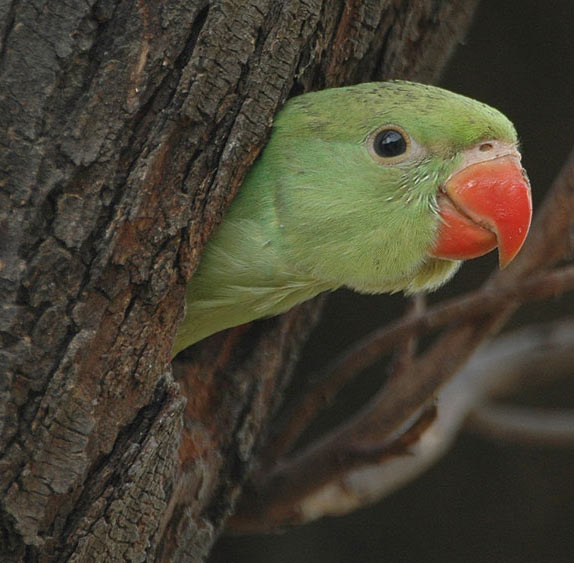 Rose-ringed Parakeet (Psittacula krameri) Juv by Nikhil Devasar