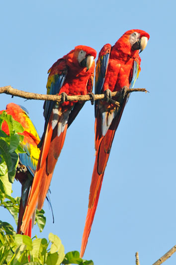 Scarlet Macaw (Ara macao) 2 Reinier Munguia