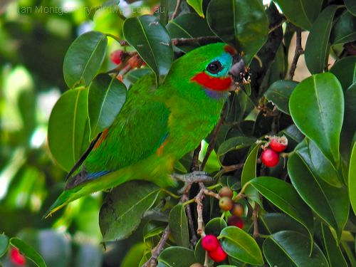 73 Double-eyed Fig Parrot (Cyclopsitta diophthalma) by Ian