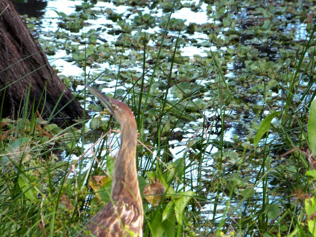 American Bittern (Botaurus lentiginosus) by Lee