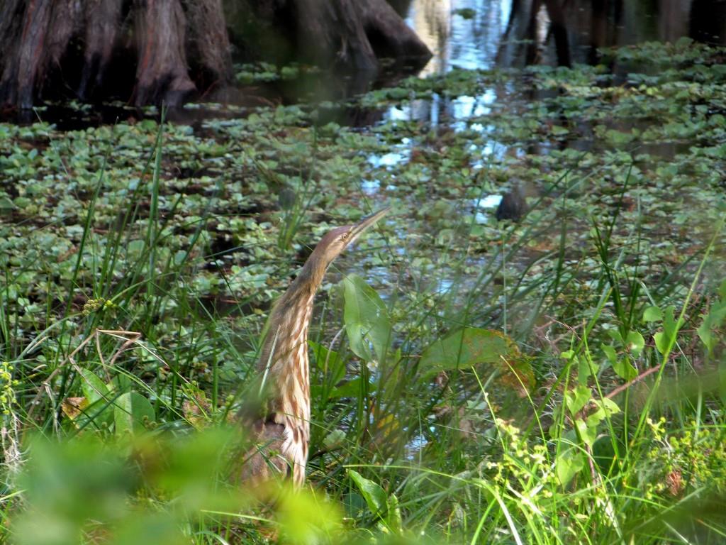 American Bittern (Botaurus lentiginosus) by Lee