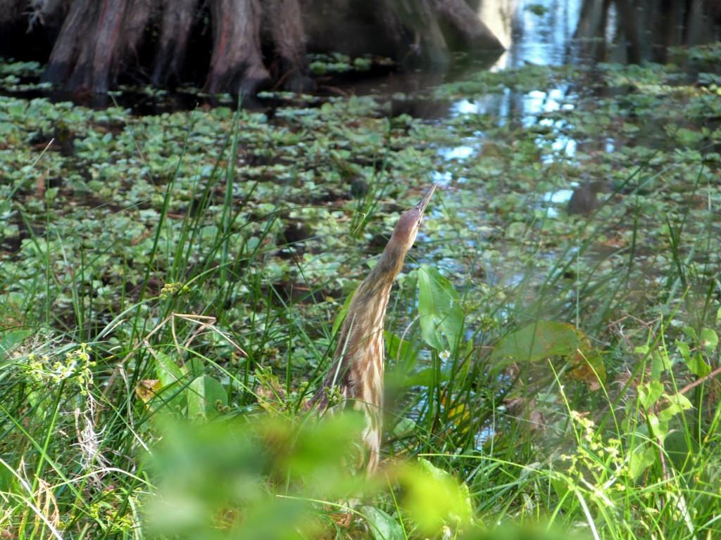 American Bittern (Botaurus lentiginosus) by Lee