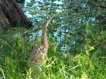 American Bittern (Botaurus lentiginosus) by Lee