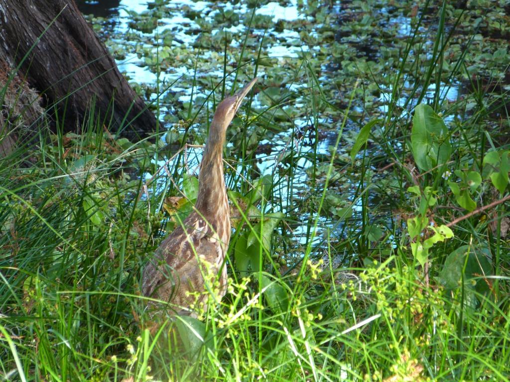 American Bittern (Botaurus lentiginosus) by Lee