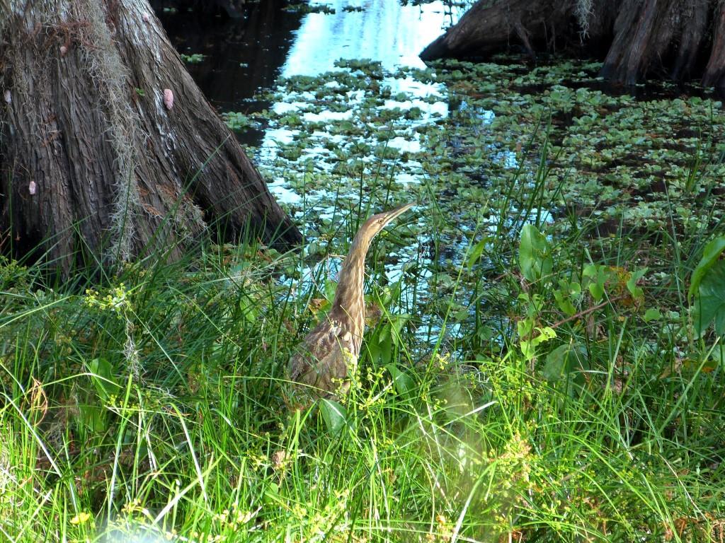 American Bittern (Botaurus lentiginosus) by Lee