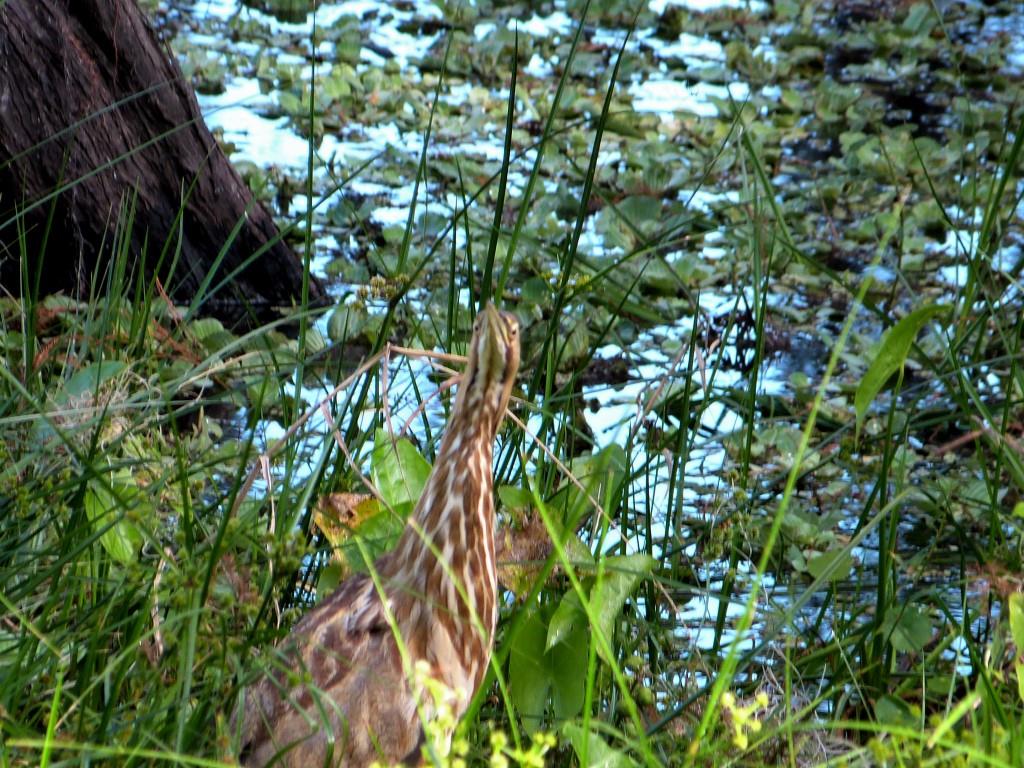 American Bittern (Botaurus lentiginosus) by Lee