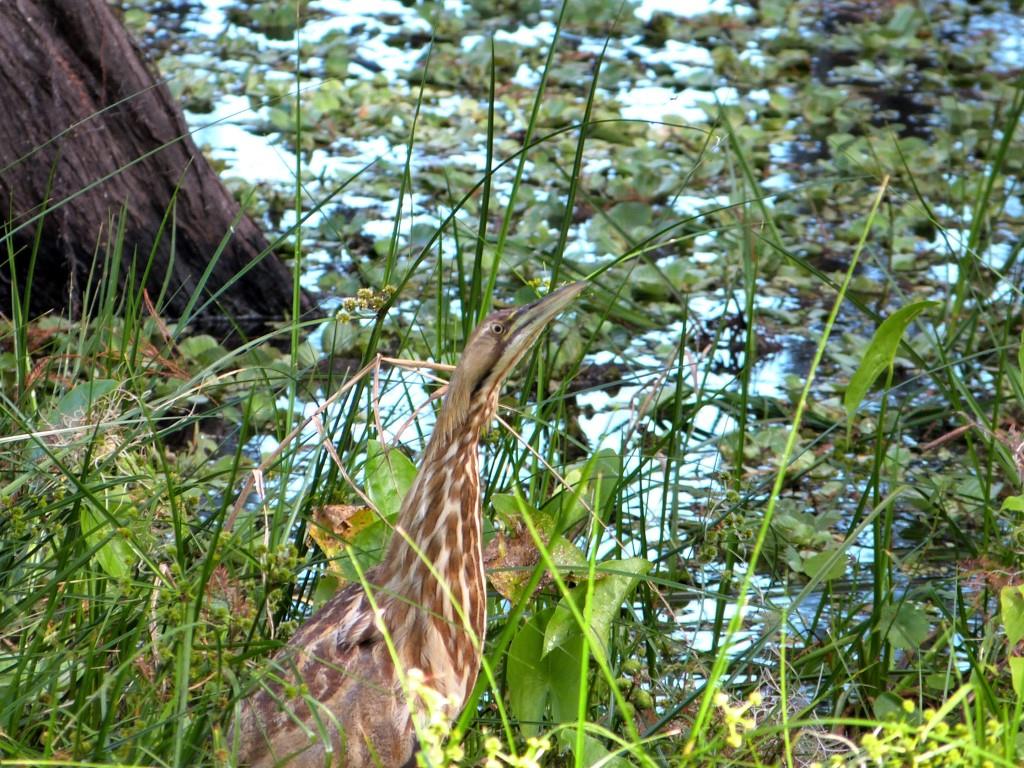 American Bittern (Botaurus lentiginosus) by Lee