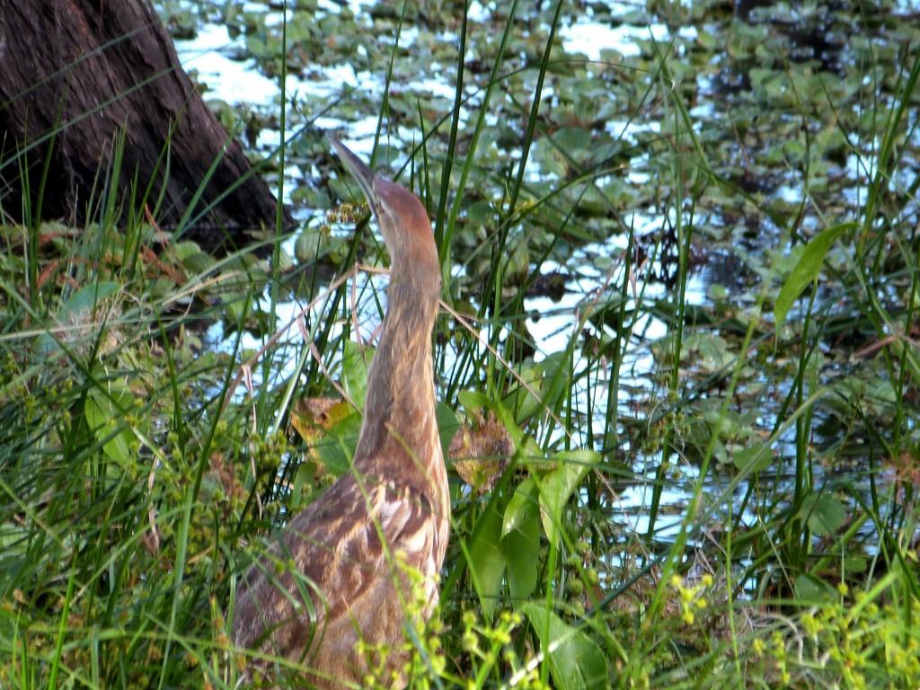 American Bittern (Botaurus lentiginosus) by Lee