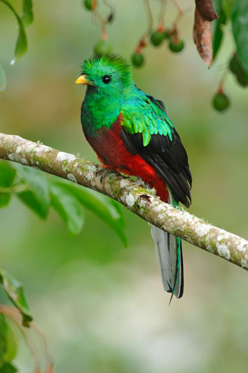 Resplendent Quetzal (Pharomachrus mocinno) Reinier Munguia