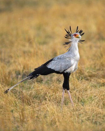 Secretarybird (Sagittarius serpentarius) by Africaddict