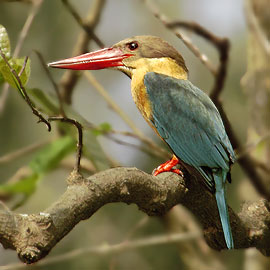 Stork-billed Kingfisher (Pelargopsis capensis) ©none