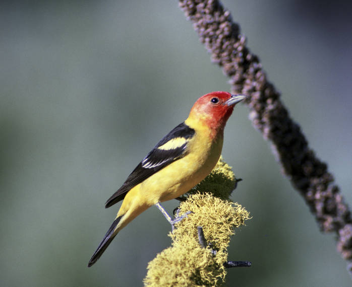 Western Tanager (Piranga ludoviciana) ©USFWS