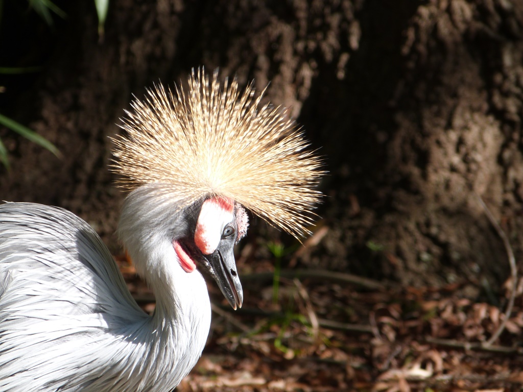 Grey Crowned Crane (Balearica regulorum) by Lee
