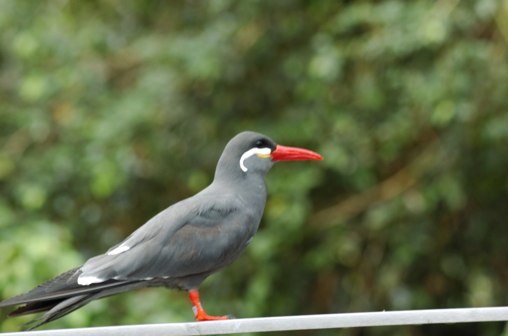 Inca Tern (Larosterna inca) at NA by Dan