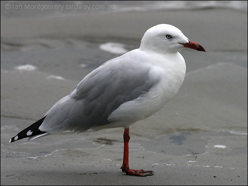 Silver Gull (Chroicocephalus novaehollandiae) by Ian