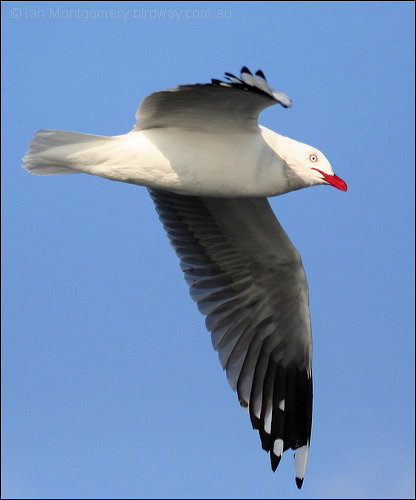 Silver Gull (Chroicocephalus novaehollandiae) by Ian