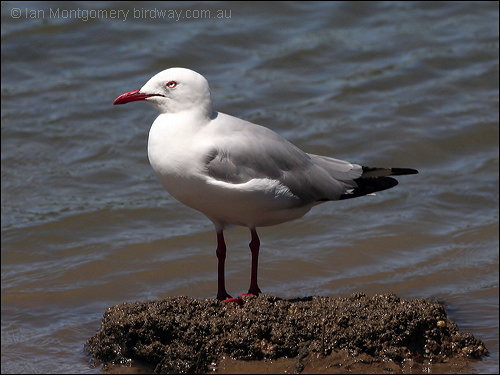 Silver Gull (Chroicocephalus novaehollandiae) by Ian