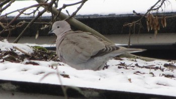 Dove in Snow ©©Flickr Roguey000