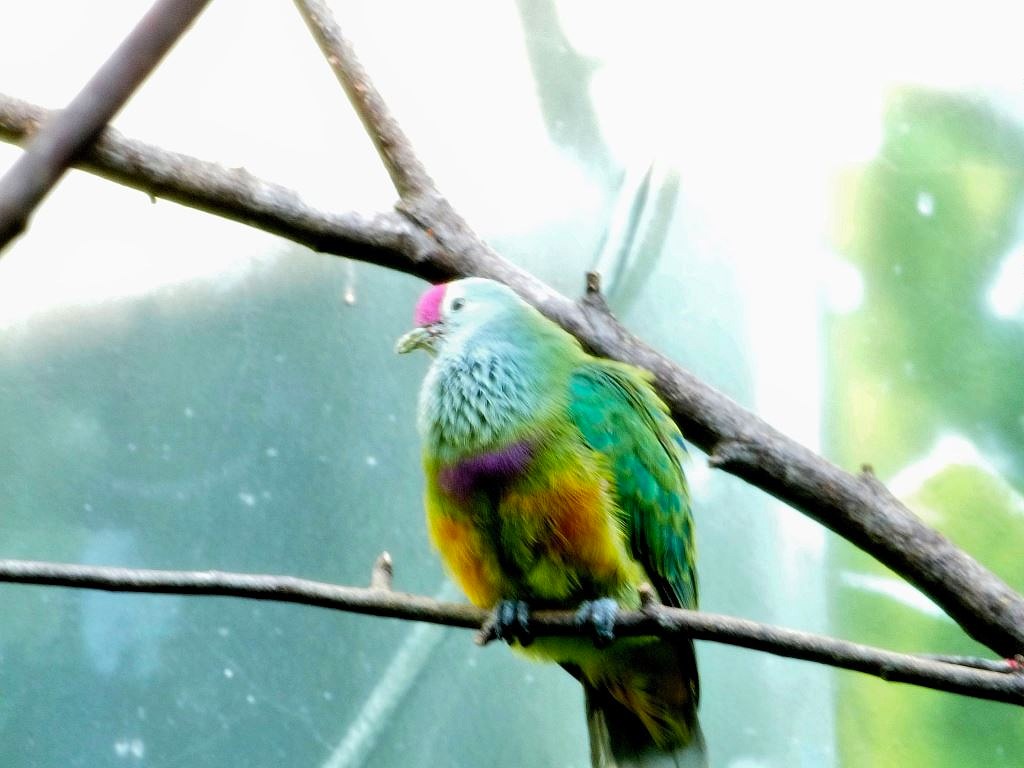 Mariana Fruit Dove (Ptilinopus roseicapilla) by Lee at RBZ