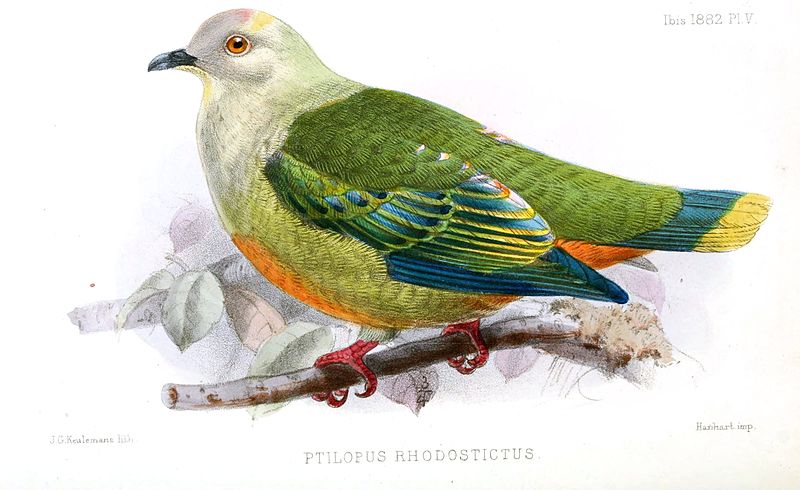 Silver-capped Fruit Dove (Ptilinopus richardsii) ©Drawing WikiC