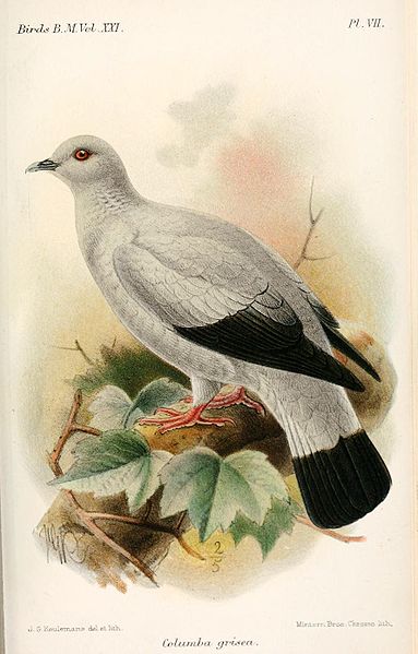 Silvery Pigeon (Columba argentina) ©WikiC extremely rare