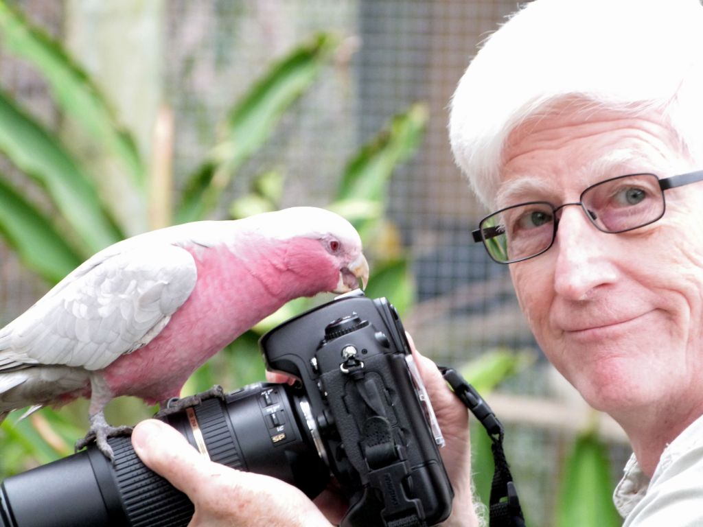 Galah (Eolophus roseicapilla) and Dan