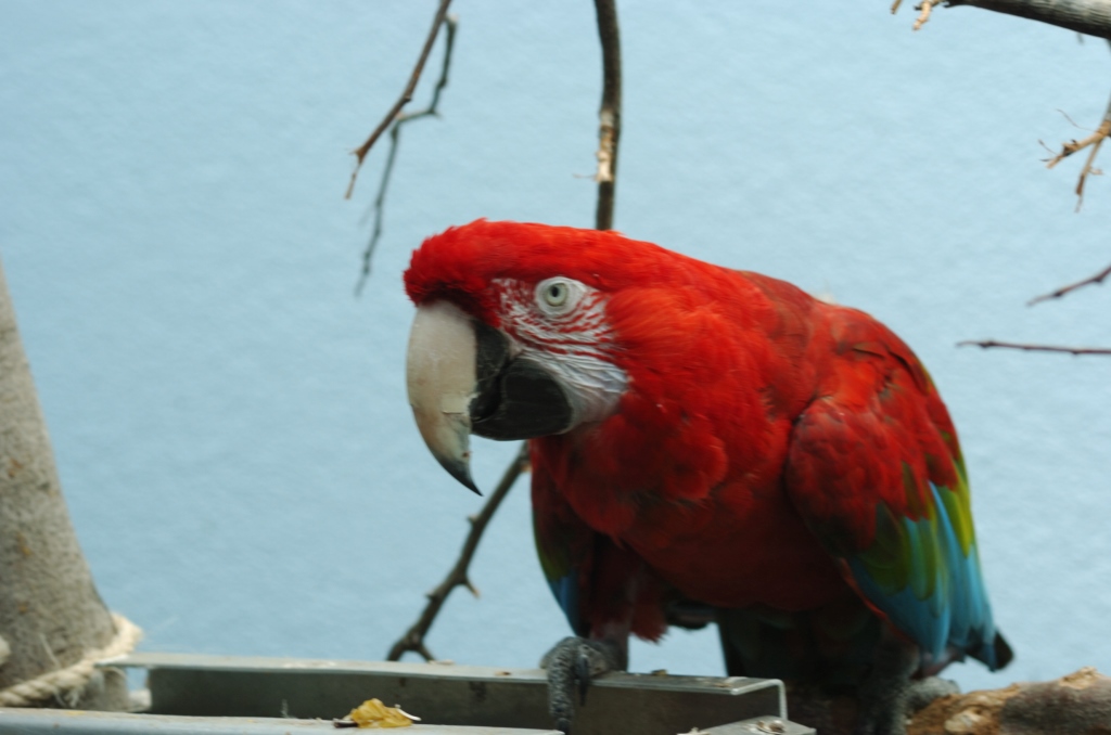 Red-and-green Macaw (Ara chloropterus) at NA by Dan