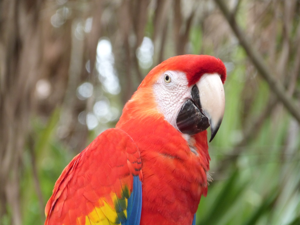 Scarlet Macaw (Ara macao)