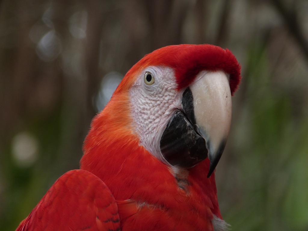 Scarlet Macaw (Ara macao)