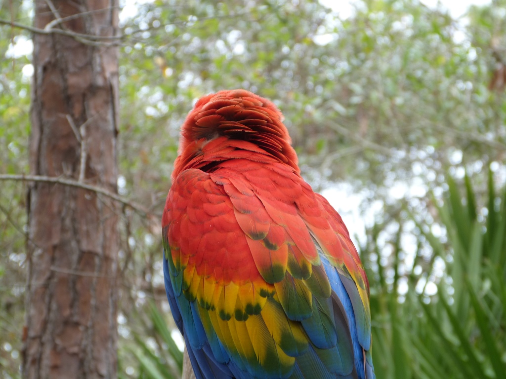 Scarlet Macaw (Ara macao) by Lee