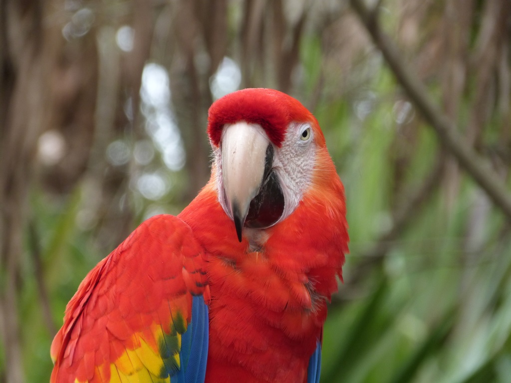 Scarlet Macaw (Ara macao)