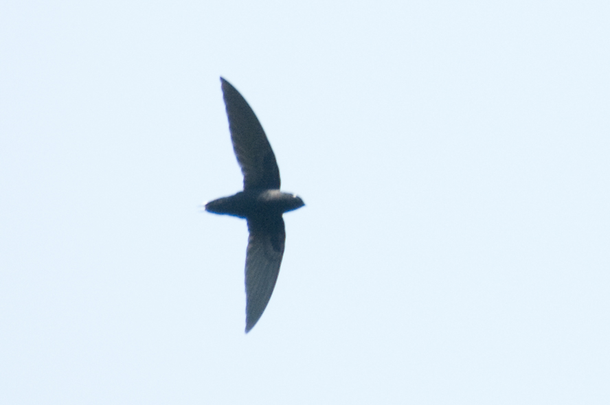 Silver-backed Needletail (Hirundapus cochinchinensis) by MAMuin