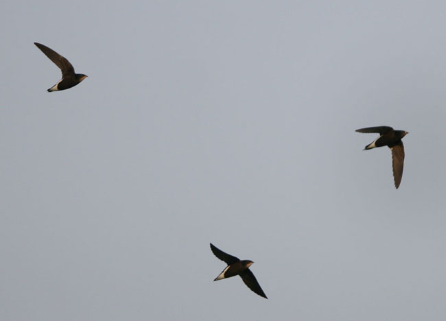 Silver-backed Needletail (Hirundapus cochinchinensis) by Peter Ericsson