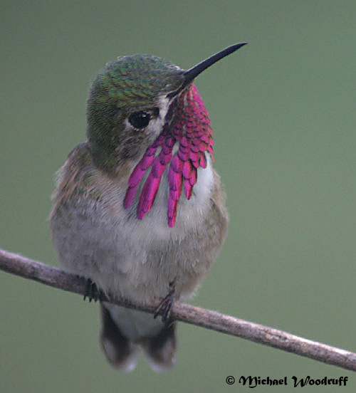Calliope Hummingbird (Stellula calliope) by Michael Woodruff