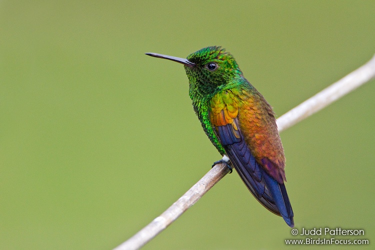 Copper-rumped Hummingbird (Amazilia tobaci) by Judd Patterson