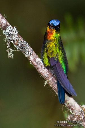 Fiery-throated Hummingbird (Panterpe insignis) by Judd Patterson