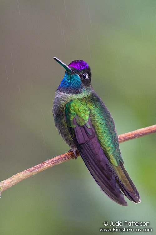 Magnificent Hummingbird (Eugenes fulgens) by Judd Patterson