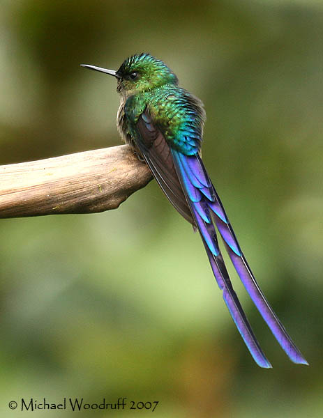 Violet-tailed Sylph (Aglaiocercus coelestis) by Michael Woodruff