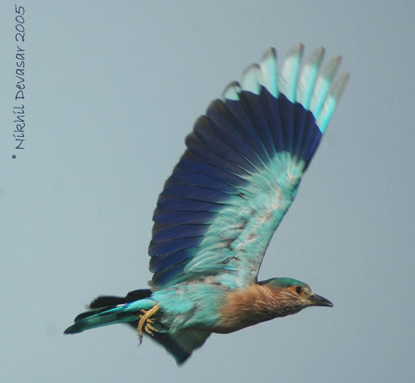Indian Roller (Coracias benghalensis) 4by Nikhil Devasar